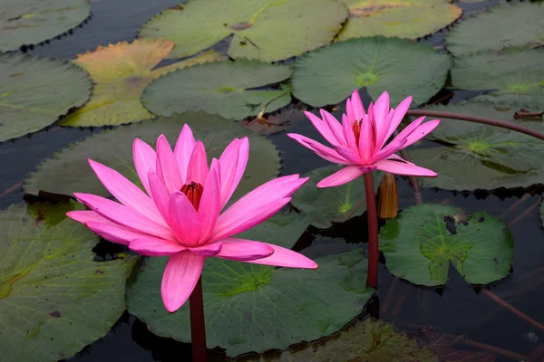 Lirio de agua rosa en el estanque — Foto de Stock