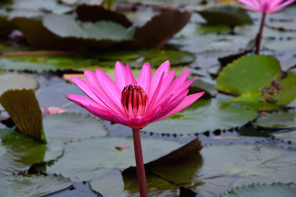 Lirio de agua rosa en el estanque — Foto de Stock