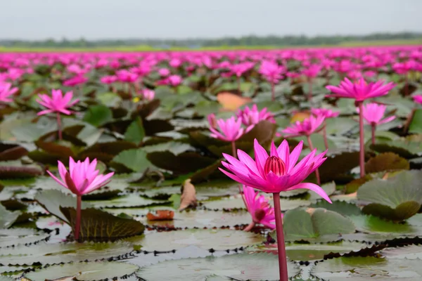 Lírio de água rosa na lagoa — Fotografia de Stock