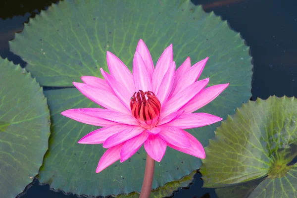 Pink Water lily in the pond — Stock Photo, Image