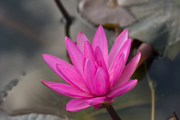 Lirio de agua rosa en el estanque — Foto de Stock