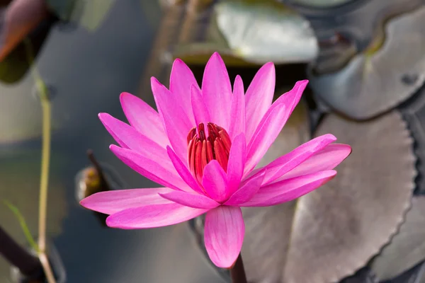 Lirio de agua rosa en el estanque — Foto de Stock