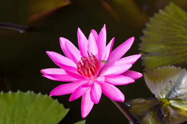 Lirio de agua rosa en el estanque — Foto de Stock