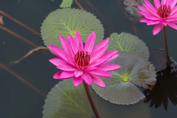 Pink Water lily in the pond — Stock Photo, Image