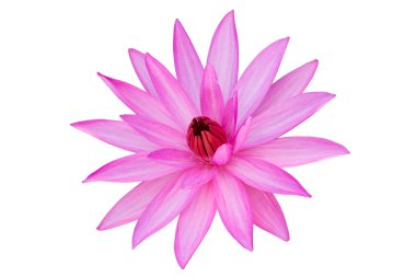 pembe beyaz izole nilüfer