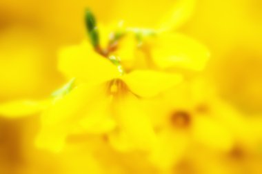 bulanık rüya gibi yumuşak odak güzel sarı bahar çiçekleri backgr