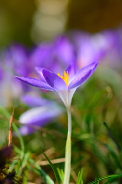 Sığ odak Blooming Menekşe çiğdemler