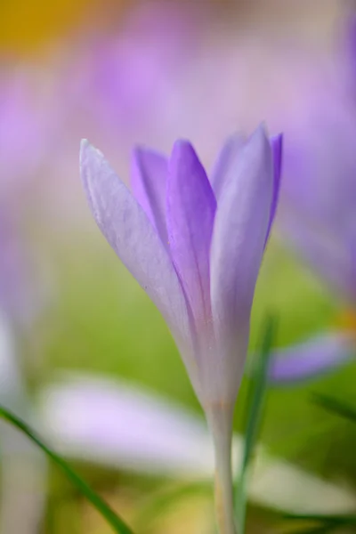 Foco raso Blooming crocos violetas — Fotografia de Stock