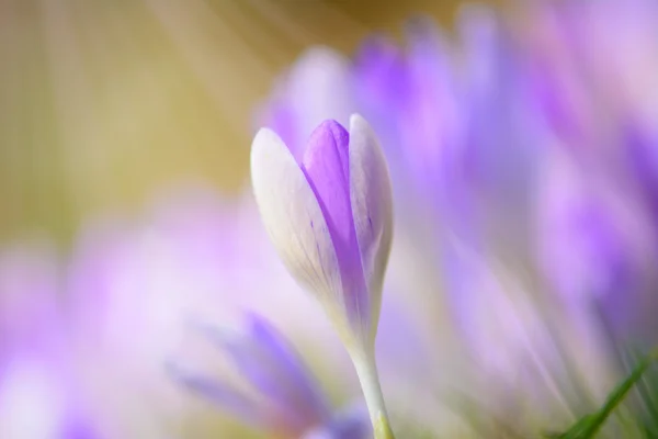 Grunt fokus blommig violett krokusar — Stockfoto