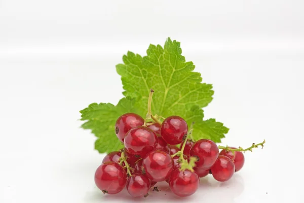 Organic fresh delicious redcurrant berry — 图库照片