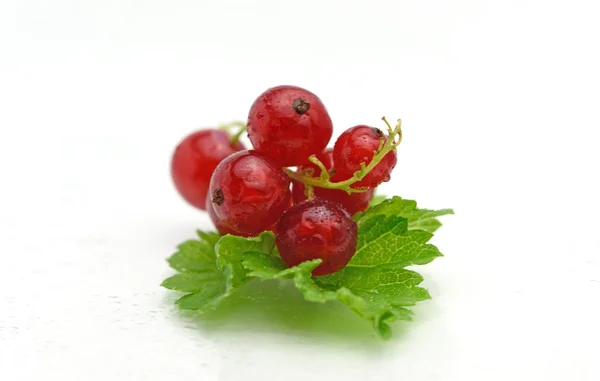 Органічна свіжа смачна ягода червоної смородини — стокове фото