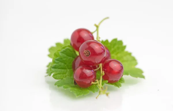 Baya de grosella roja deliciosa fresca orgánica — Foto de Stock