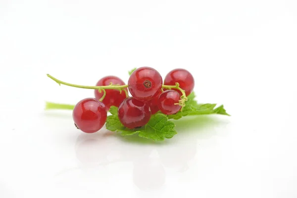 Organic fresh delicious redcurrant berry — Stock Photo, Image