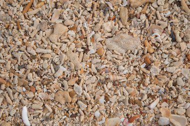 Deniz kabukları arka plan. Yaz plaj arka plan. Üstten Görünüm