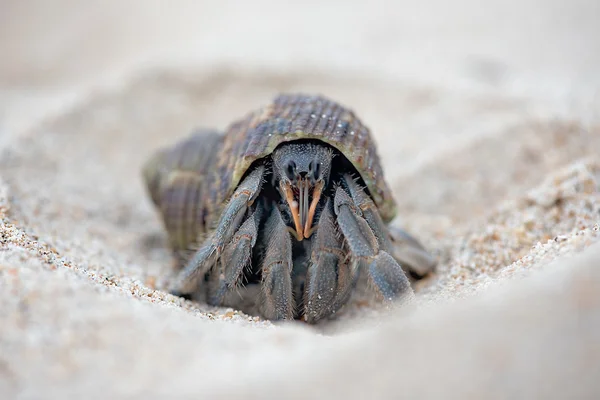 Hermit Crab on a beach in tropical Island Thailand — Stock Photo, Image