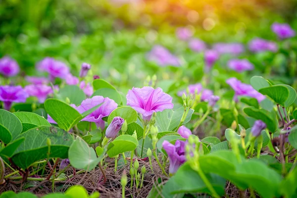 Flores rosa (Ipomoea pes-caprae ) — Fotografia de Stock