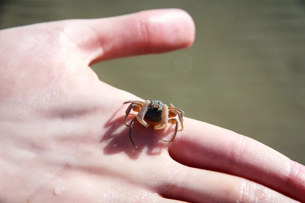 Zand Bubbler krab Scopimera globosa aan de kant, Ao Nang Beach Stockfoto