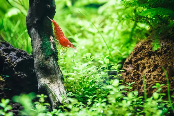 Aquarium shrimp Neocaridina heteropoda var. red (Red Cherry, Sakura) — Stock Photo, Image