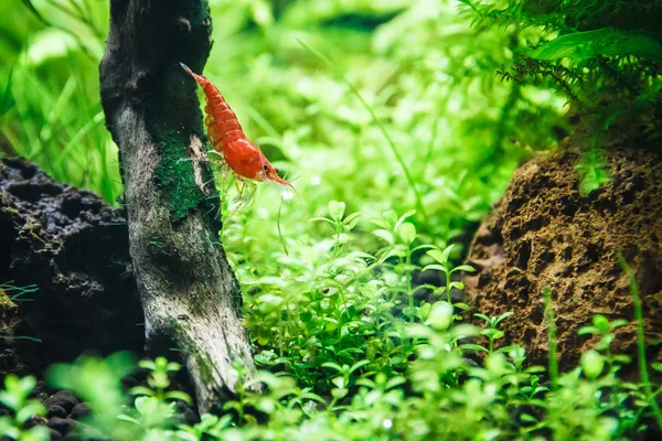 새우 수족관 Neocaridina 거북이 var. 빨간색 (레드 체리, 사쿠라) 로열티 프리 스톡 이미지