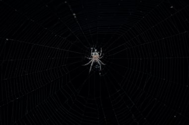 Örümcek örümcek ağı koyu arka plan