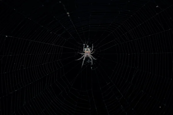 Spindel i spindelnät mot mörk bakgrund — Stockfoto