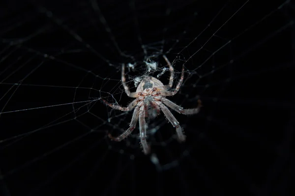 Spin in spinnenweb tegen de donkere achtergrond — Stockfoto