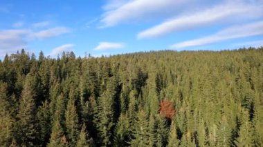 Güneşli bir günde mavi gökyüzüne karşı çam ormanının havadan çekilmiş görüntüleri.