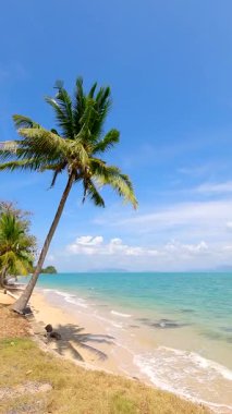 Palmiye ağacıyla güzel tropik bir sahil ve arkasında bulutlar olan berrak deniz.