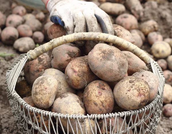 Cosecha de patatas — Foto de Stock