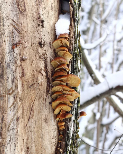 Cogumelos de árvores — Fotografia de Stock