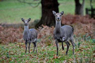 ANNE VE BEBEK ROE Geyikleri