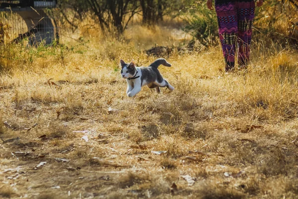 Cat running field