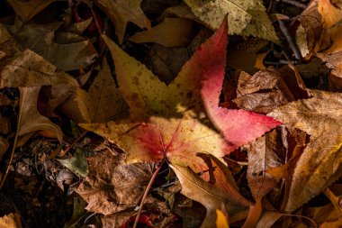 New York - ABD - 31 Ekim 2020: New York Central Park 'ın Güzel Renkleri