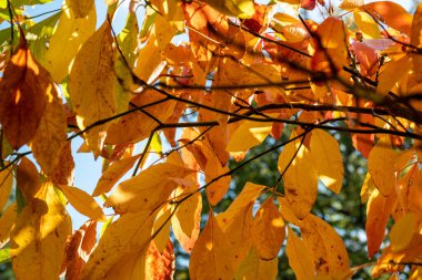 New York - ABD - 31 Ekim 2020: New York Central Park 'ın Güzel Renkleri