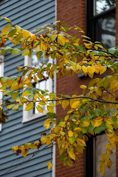 New York - ABD - 4 Kasım 2020: Brooklyn Heights Binasının Güzel Yeşillik Renkleri