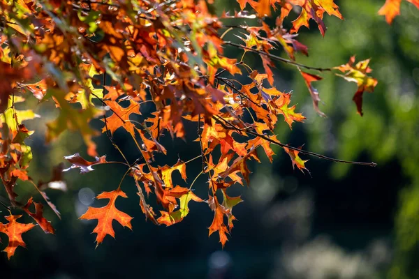 ニューヨーク市 アメリカ 2020年10月31日 ニューヨーク中央公園の美しい葉の色南 ロイヤリティフリーのストック写真