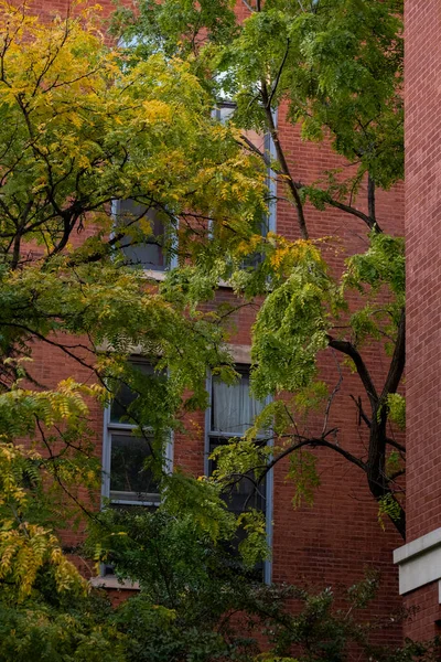 New York Abd Kasım 2020 Brooklyn Heights Binasının Güzel Yeşillik Stok Fotoğraf