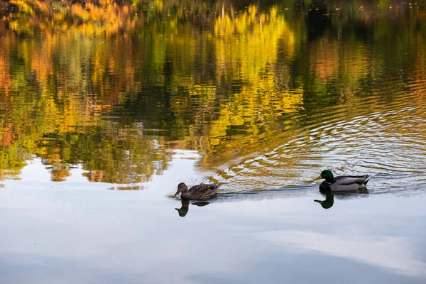 ニューヨーク市 アメリカ 11月5 2020 池中央公園の美しい葉の色ニューヨーク ストックフォト