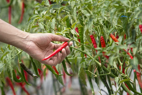 Skörda chili för hand — Stockfoto