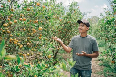 Mutlu bir çiftçi portakal meyvesi hasat eder