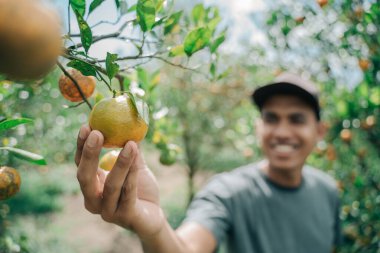 A happy farmer harvest orange fruit clipart