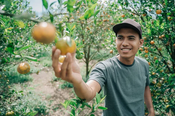 Szczęśliwy rolnik zbiera owoce pomarańczy — Zdjęcie stockowe