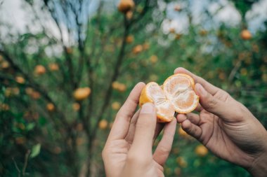 Çiftçi taze turuncu