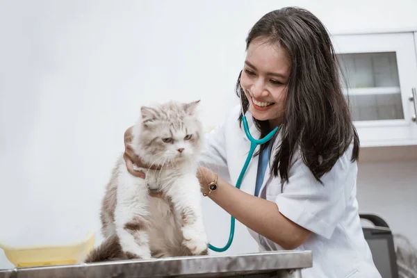 アジアの女性獣医検査猫とともに聴診器 — ストック写真
