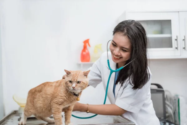 Sorrindo asiático veterinário examinando um gato na mesa — Fotografia de Stock