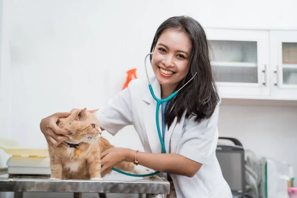 Médico veterinário com estetoscópio check-up gato na clínica veterinária — Fotografia de Stock