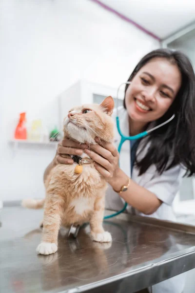 Mosolygó ázsiai állatorvos vizsgálja a macska a műtéti asztalon — Stock Fotó