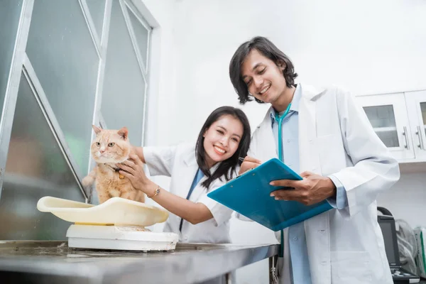 Gato saudável é realizada e pesado por um médico do sexo feminino e um médico do sexo masculino tomar notas na área de transferência — Fotografia de Stock