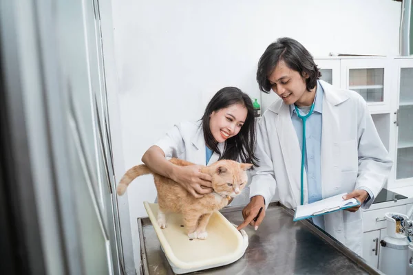 Gato saudável é realizada e pesado por um médico do sexo feminino e um médico do sexo masculino olhando e registrando o peso total do gato — Fotografia de Stock