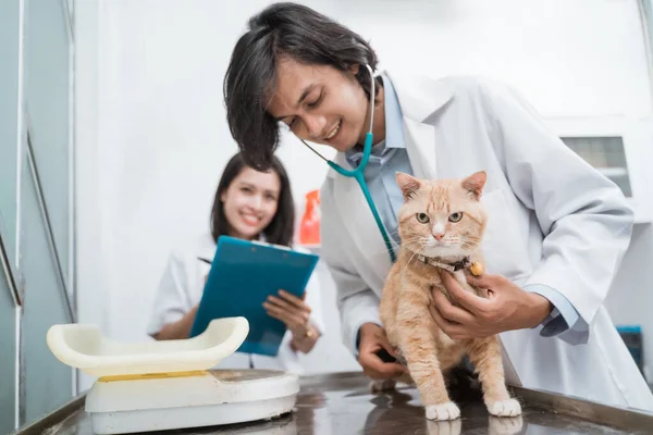 健康な猫は男性医師による聴診器を使用して検査され、女性医師はメモを書きます — ストック写真